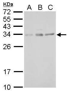 UCP4 Antibody