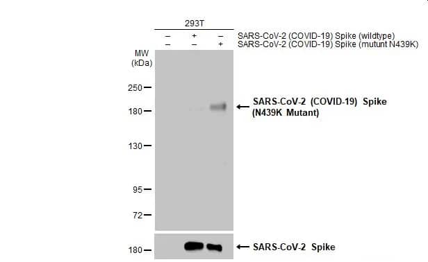 SARS-CoV-2 Spike Antibody - N439K Mutant
