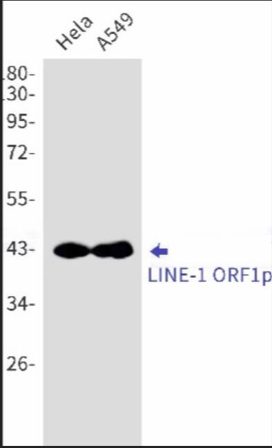 LINE-1 ORF1p Antibody (R022H1)