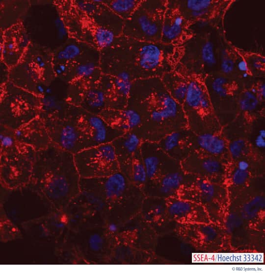 Detection of SSEA-4 in Live BG01V Human Embryonic Stem Cells.