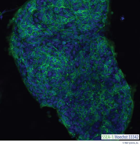 Detection of SSEA-1 in Live D3 Mouse Embryonic Stem Cells.