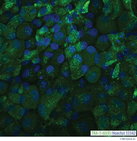 Detection of TRA-1-60(R) in Live BG01V Human Embryonic Stem Cells.