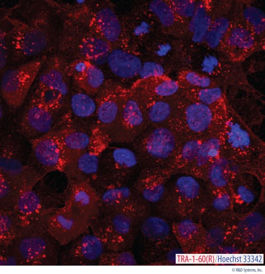 Detection of TRA-1-60(R) in Live BG01V Human Embryonic Stem Cells.