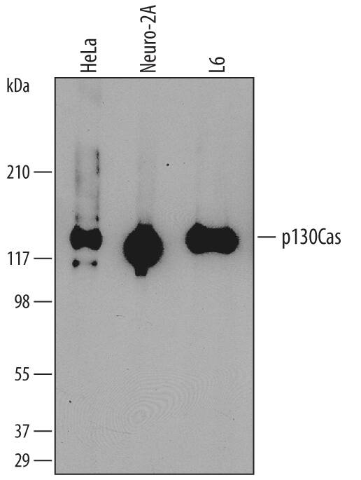 Detection of Human, Mouse, and Rat p130Cas antibody by Western Blot.