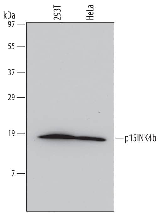 Detection of Human p15INK4b/CDKN2B antibody by Western Blot.