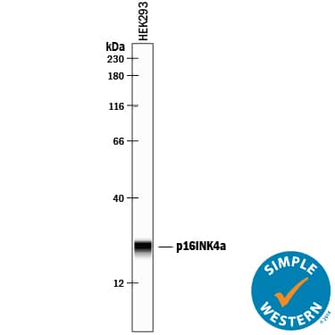 Detection of Human p16INK4a / CDKN2A antibody by Simple WesternTM.