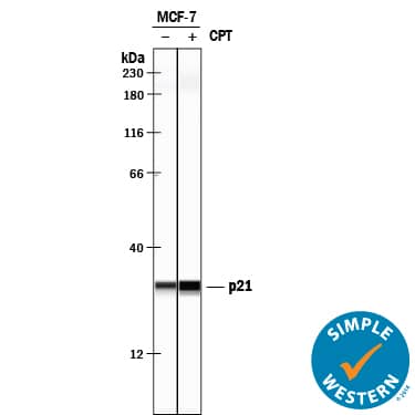 Detection of Human p21/CIP1/CDKN1A antibody by Simple WesternTM.