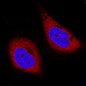 p23/PTGES3 antibody in HeLa Human Cell Line by Immunocytochemistry (ICC).