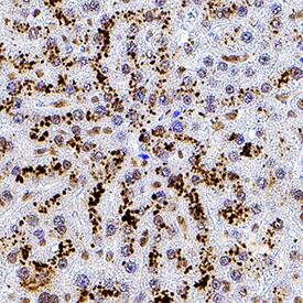 p23/PTGES3 antibody in Human Liver by Immunohistochemistry (IHC-P).