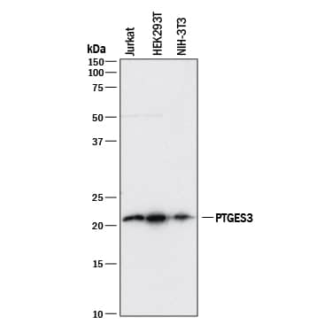 Detection of Human and Mouse p23/PTGES3 antibody by Western Blot.