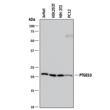 Detection of Human, Mouse, and Rat p23/PTGES3 antibody by Western Blot.