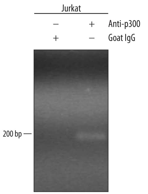 Detection of p300-regulated Genes antibody by Chromatin Immunoprecipitation.
