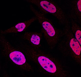 p300 antibody in HeLa Human Cell Line by Immunocytochemistry (ICC).