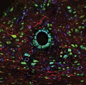 Orexin B, p38a, & Integrin beta 1 antibody in Mouse Brainstem by Immunohistochemistry (IHC-Fr).