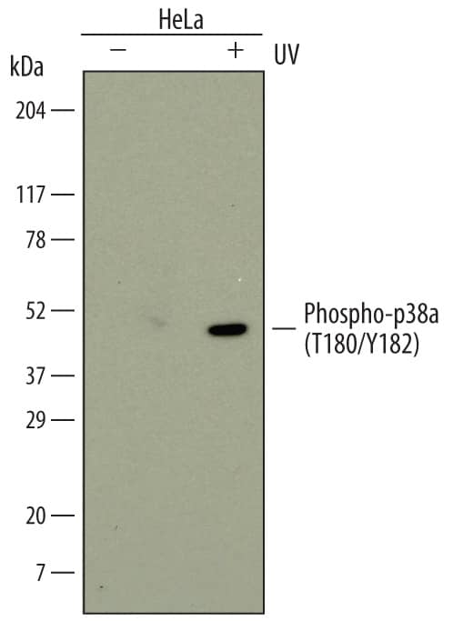 Detection of Human Phospho-p38a (T180/Y182) antibody by Western Blot.