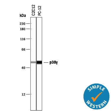 Detection of Mouse and Rat p38? antibody by Simple WesternTM.