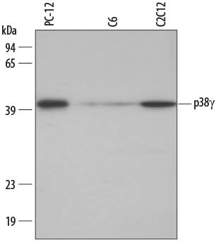 Detection of Mouse/Rat p38? antibody by Western Blot.