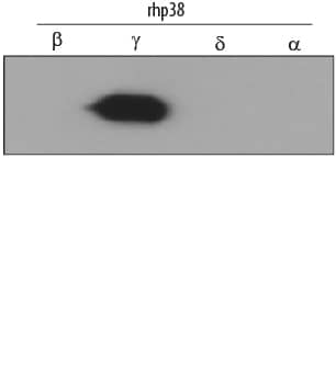 Detection of human p38? antibody by Western Blot.