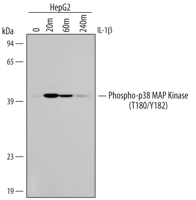 Detection of Human Phospho-p38 MAP Kinase (T180/Y182) antibody by Western Blot.