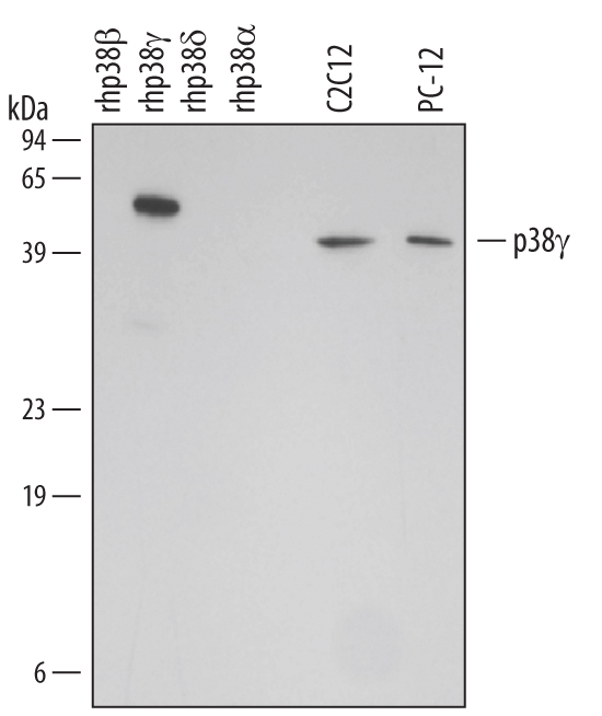 Detection of Human/Mouse/Rat p38? antibody by Western Blot.