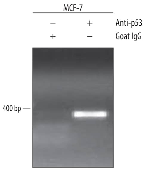 Detection of p53-regulated Genes antibody by Chromatin Immunoprecipitation.
