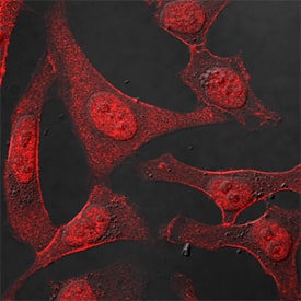 p53 antibody in HeLa Human Cell Line by Immunocytochemistry (ICC).