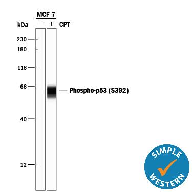 Detection of Human Phospho-p53 (S392) antibody by Simple WesternTM.