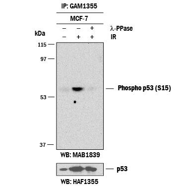 Detection of Human Phospho-p53 (S15) antibody by Western Blot.