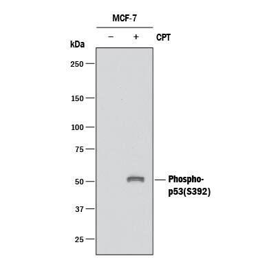 Detection of Human Phospho-p53 (S392) antibody by Western Blot.