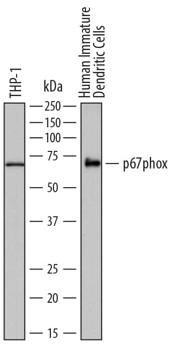 Detection of Human p67phox antibody by Western Blot.