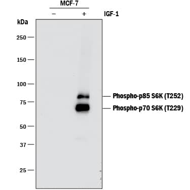 Detection of Human Phospho-p70 S6 Kinase (T229) antibody by Western Blot.