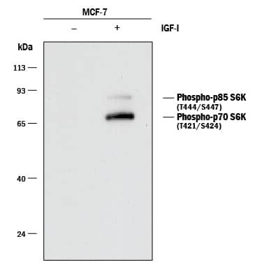 Detection of Human Phospho-p70 S6 Kinase antibody by Western Blot.