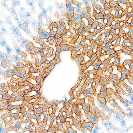 pIgR antibody in Mouse Liver by Immunohistochemistry (IHC-Fr).