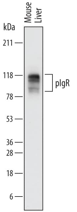 Detection of Mouse pIgR antibody by Western Blot.