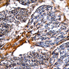 sFRP-3 antibody in Mouse Embryo by Immunohistochemistry (IHC-Fr).