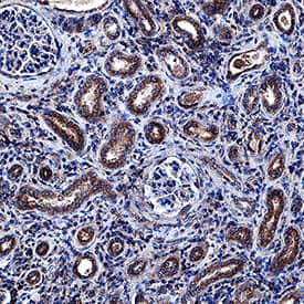 sFRP-1 antibody in Human Kidney by Immunohistochemistry (IHC-P).