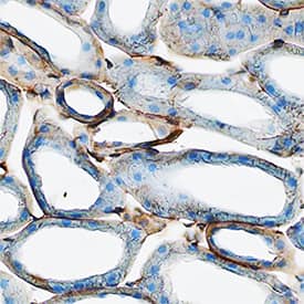 uPAR antibody in Mouse Kidney by Immunohistochemistry (IHC-Fr).