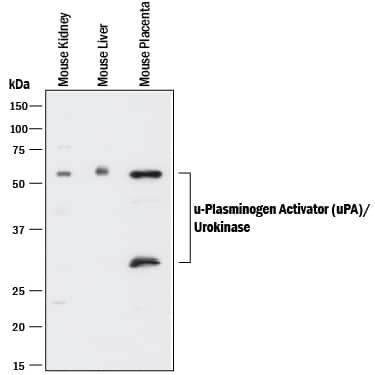 Detection of u-Plasminogen Activator (uPA)/Urokinase antibody by Western Blot.