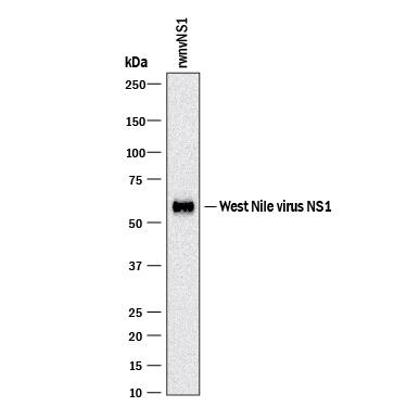 Detection of West Nile Virus (wnv) NS1 Protein antibody by Western Blot.