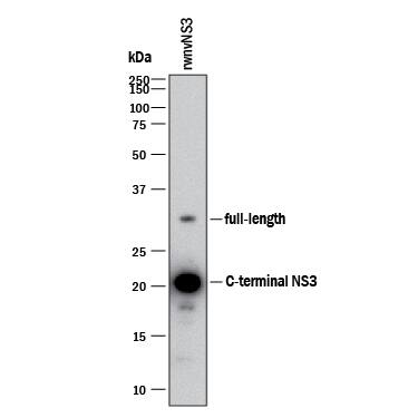 Detection of wnvNS3 Protease antibody by Western Blot.