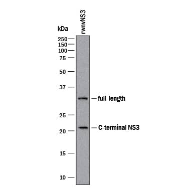 Detection of wnvNS3 Protease antibody by Western Blot.