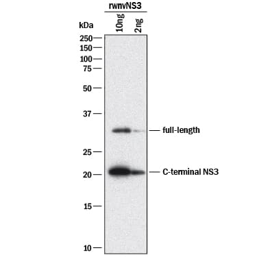 Detection of wnvNS3 Protease antibody by Western Blot.