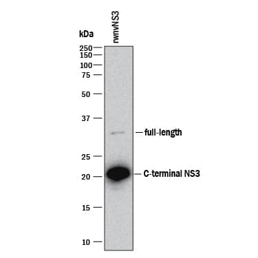 Detection of wnvNS3 Protease antibody by Western Blot.