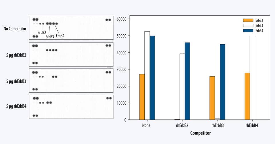 The Human Phospho-RTK Array is specific for ErbB2, ErbB3, and ErbB4 as shown by receptor competition.