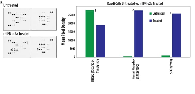 Detection of Human Protein Kinase Phosphorylation in Daudi Cell Line.