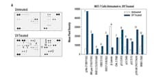 The Human Phospho-Immunoreceptor Array detects multiple tyrosine phosphorylated immunoreceptors in lysates prepared from cells activated by antibody mediated cross-linking of cell-surface immunoreceptors.