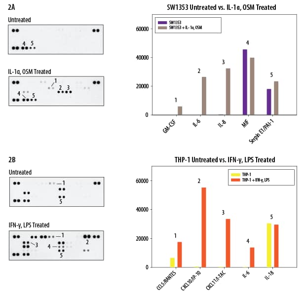 Proteome Profiler Human Cytokine Array Kit (ARY005B) by R&D Systems