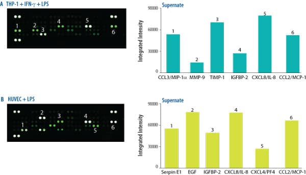 The Human Angiogenesis Array detects multiple analytes in cell culture supernates.