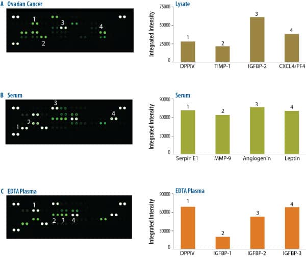 The Human Angiogenesis Array detects multiple analytes in tissue lysate, serum, and plasma.