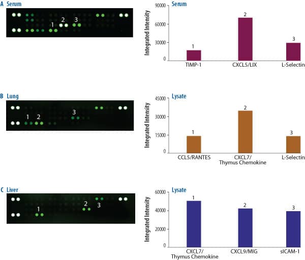 The Rat Cytokine Array detects cytokines present in serum and tissue.